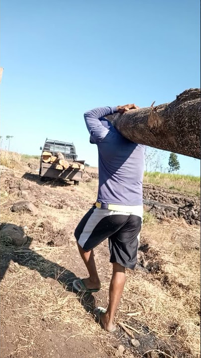 STORY PEKERJA ANGKAT KAYU