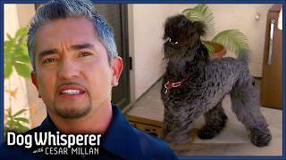 Family Losing Control of Aggressive Terrier | Dog Whisperer With Cesar Millan