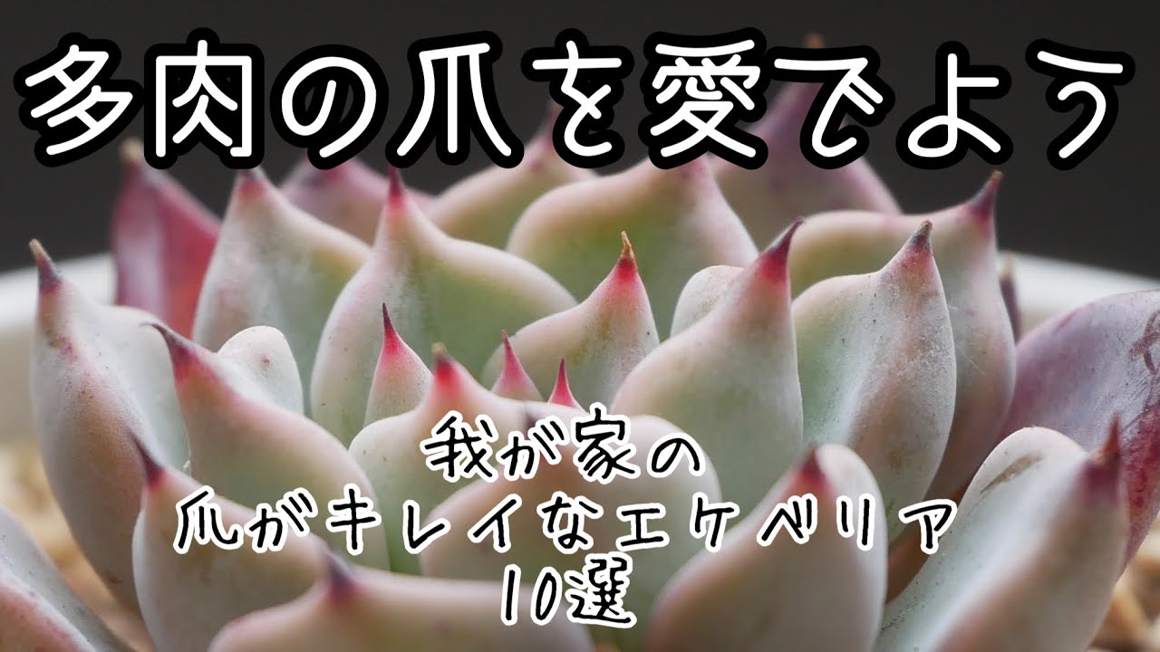我が家の爪のキレイなエケベリア紹介】可愛い、キレイ、かっこいい