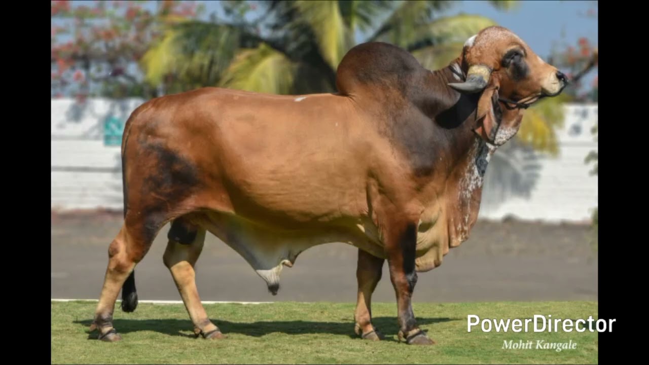 Top 5 Gir Bull in India | Raj vs Shiva vs Nilkanth Full Comparison 💰”#abs#gir#sag#abc#bull