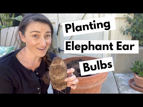 Bulb Planting - Elephant Ear