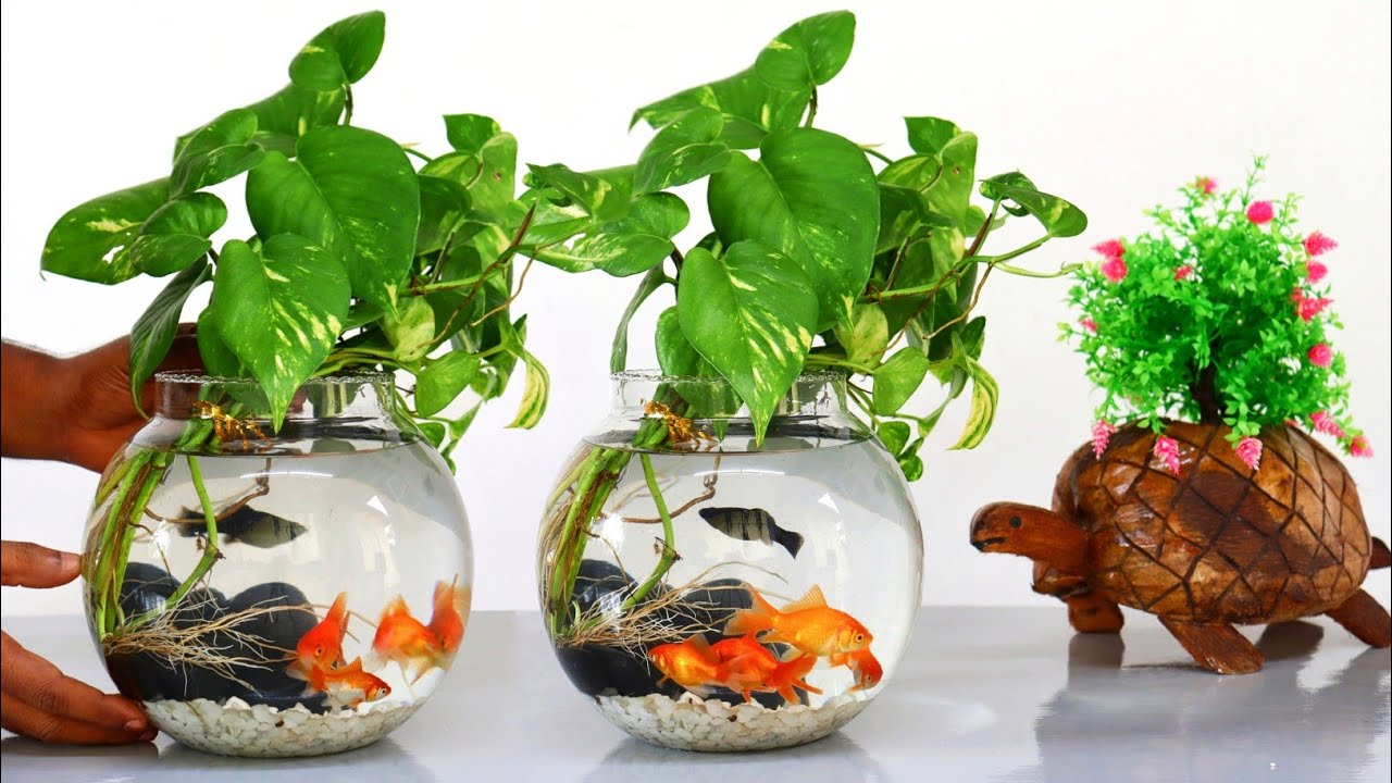 How to Grow Money Plant in Fish Bowl / Money Plants Growing Ideas / Money  Plant Decoration Ideas 