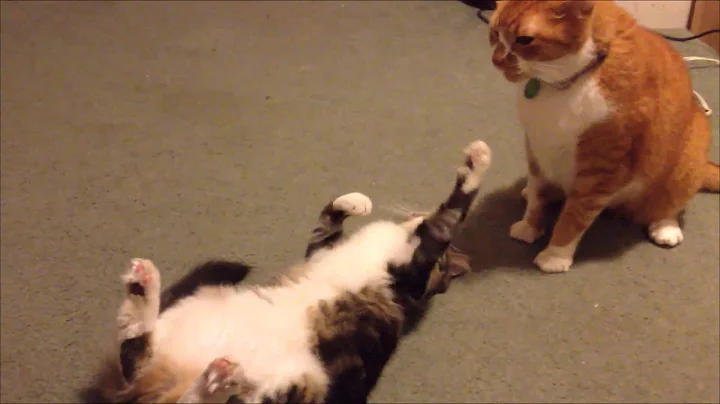 Video 4953921: compilation baby cats, funniest cutest cats, cat love