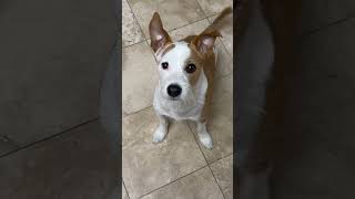 #dog #puppy #jackrussellterrier #cute #dogshorts #pets #adorable #jrt #jrtlovers