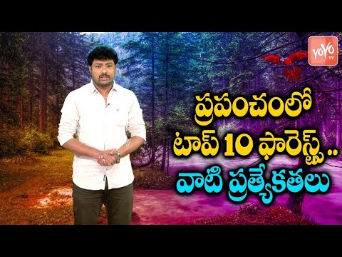 ప్రపంచంలో టాప్‌ 10 ఫారెస్ట్స్ | Amazon Rainforest, Kango Rainforest, Daintree | YOYO TV Channel