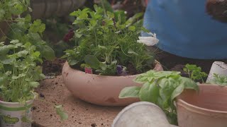 Edible Centerpieces with Osuna Nursery