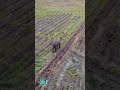 ❤️❤️❤️❤️ #wildanimals #wildelephant #tuskers #elephant #elephantattack #dronevideo #nature