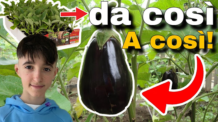Alcuni TRUCCHI per un’ALTA PRODUZIONE di MELANZANE!🍆