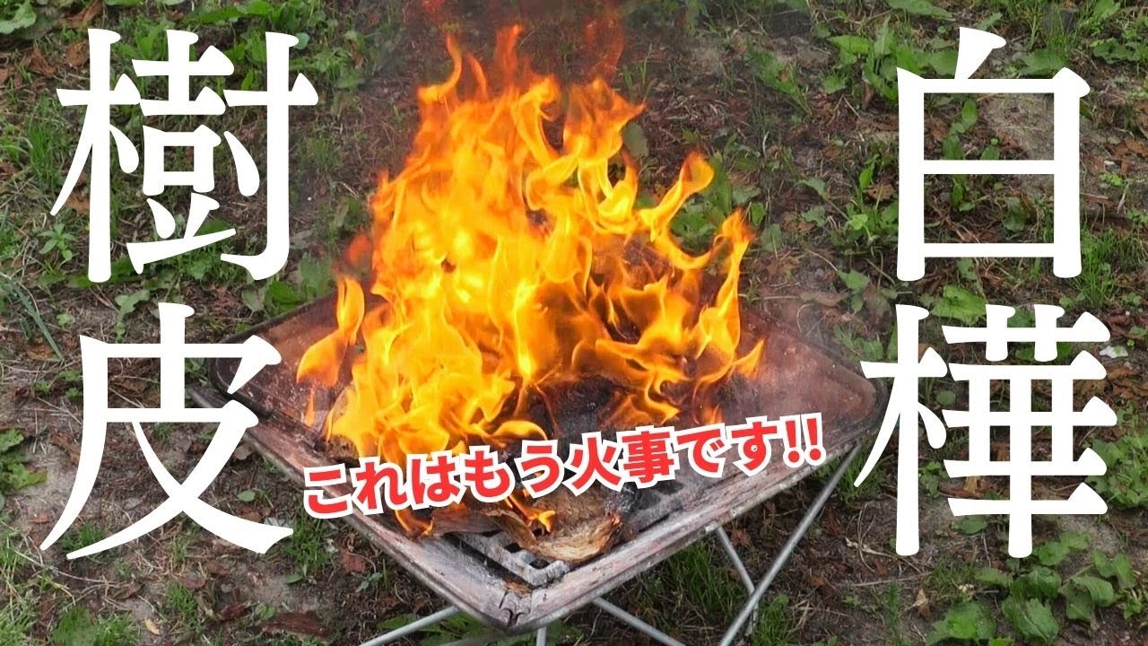 キャンプ・着火剤】驚きの天然焚き付け「白樺樹皮」【北海道の小さな