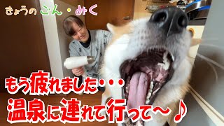もう疲れました・・・温泉に連れて行って～♪　 今日のごん・みく♡　秋田犬【ごん・みく チャンネル】