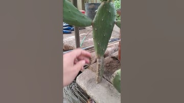 Cách nhân giống cây xương rồng tai thỏ 0977973535