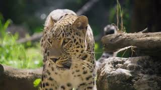 This Leopard Was A Ghost #shorts