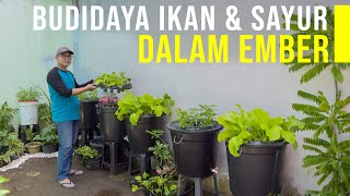 Meraup Untung dari Budidaya Ikan dan Sayur Dalam Ember - BUDIKDAMBER screenshot 3