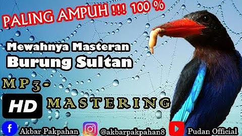 MEWAHNYA MASTERAN BURUNG SULTAN Roll Tembakan Rapat - Untuk Kacer, Murai Batu, Cucak Ijo, Cendet