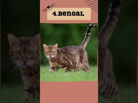 Most Aggressive Cat Breeds #shorts #petshorts #catbreed