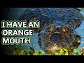Caiman facts: discussing the crocodilians | Animal Fact Files