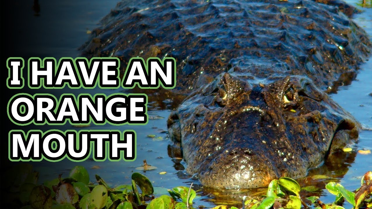 Caiman Facts Discussing The Crocodilians Animal Fact Files YouTube