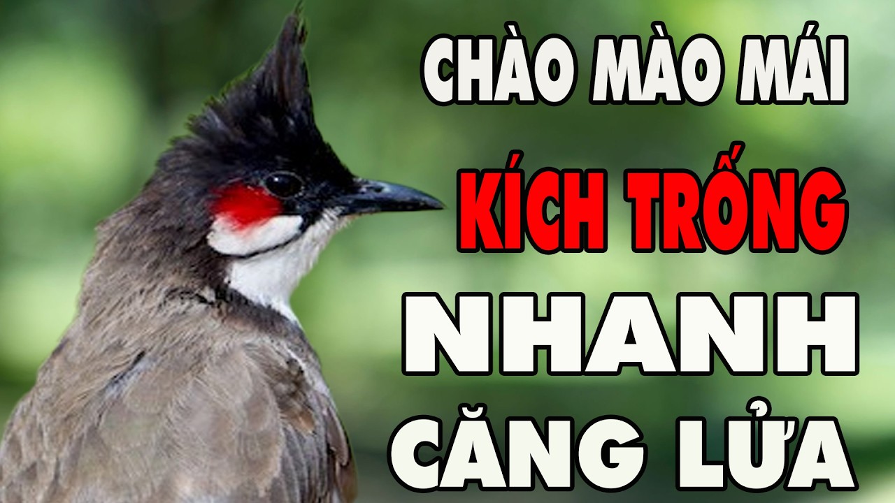 Chào Mào Mái Kích Trống | Bổi Nghe Là Nổi, Lên Lửa 100% - Bí Quyết Kích Lửa Sổ Bọng Hót Ché Hiệu Quả