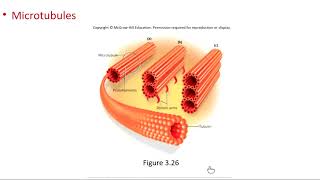 Chapter 3 Part 2: Cellular Physiology