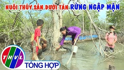 Nuôi thủy sản dưới tán rừng ngập mặn ở Cà Mau