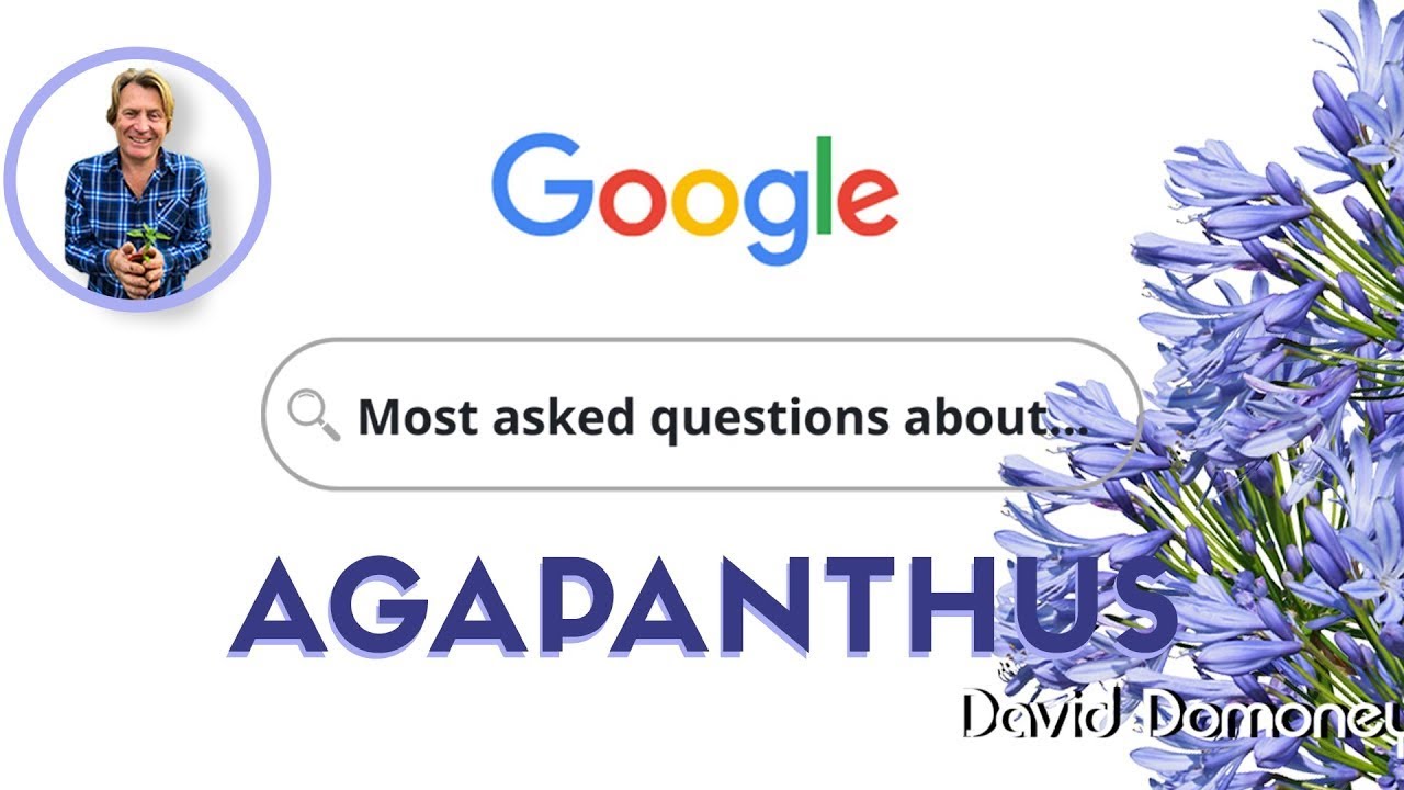 David Domoney Answers The Top Agapanthus Questions!