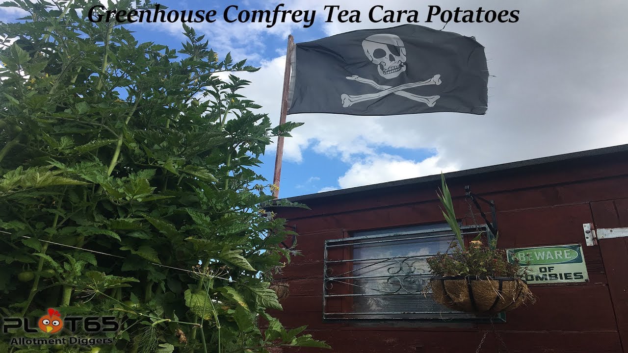 Чай из окопника для теплиц с картофелем кара