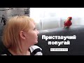 VLOG ❤ Гаврюша компаньон. За обувью в Кари. Как похудеть?