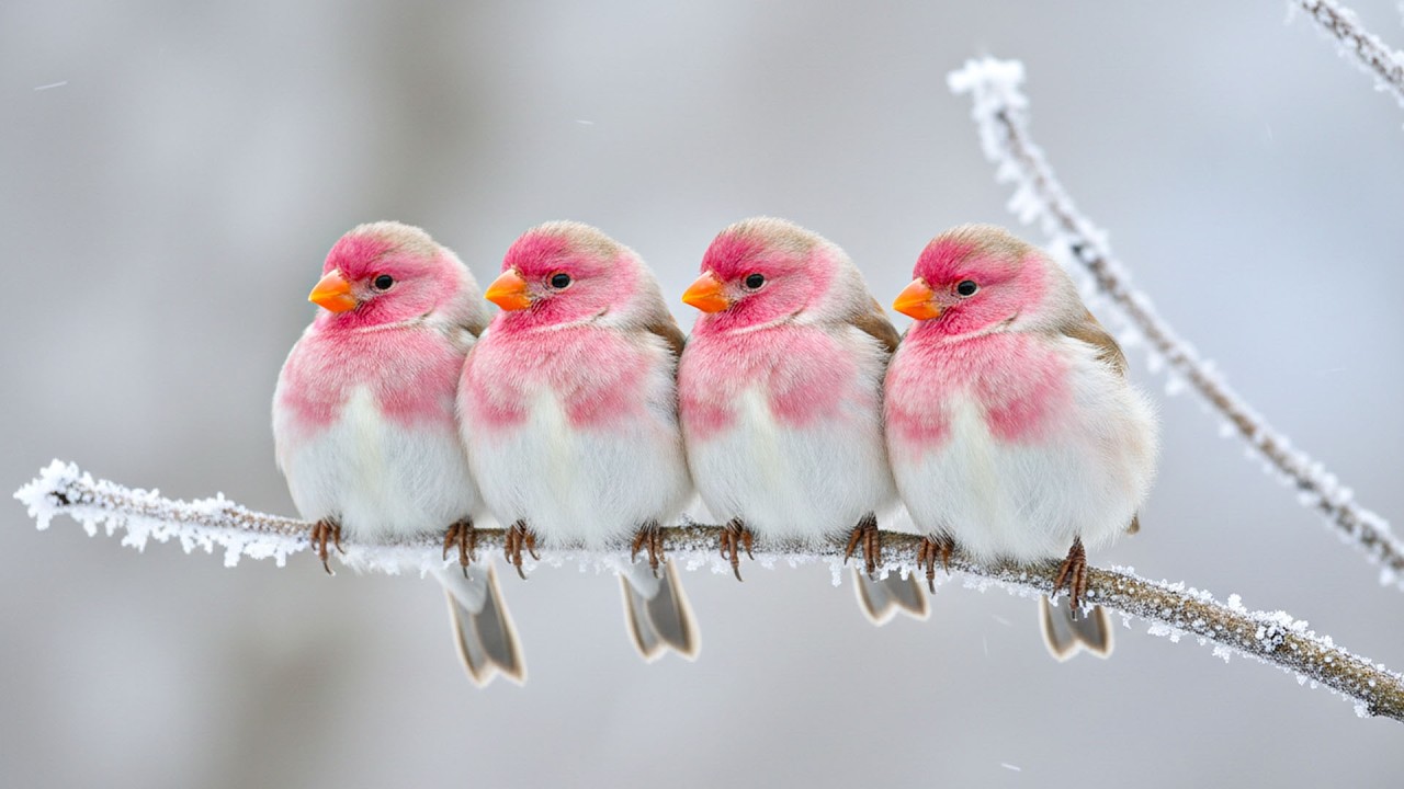 Целебное пение птиц под аккомпанемент фортепиано ~ Спокойные звуки природы для снятия стресса, ра...