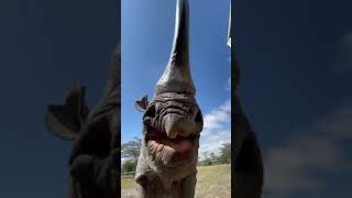 Ever Seen This Rhino?