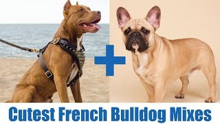 The Cutest French Bulldog Mixes