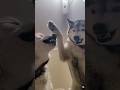 Husky Being Hilarious! 😂🐾 #dog #funnydog #fypシ゚viral #viral #dogreaction #funny #cutedog #pets