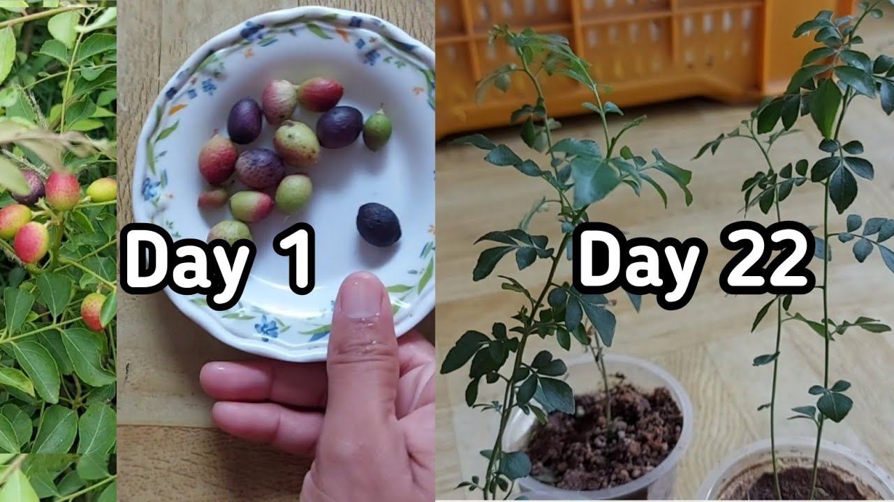 How to Grow Curry Plant From Seeds How to Grow Curry Plant Fast
