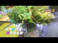 【&quot;侏儸紀&quot;植物園  電腦育苗 / 蔬菜盆栽  &quot;活&quot;色生香】│2021.05.23│桃園 搶先看 《台灣第一等》