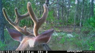 Scouting Tips North Florida public land  a Few miles from the gulf of mexico