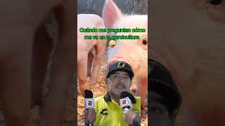 #porcinos #humor #comedia #memes #porcicultura #viralshort #viralvideo #viralvideos #cerdos #porcino