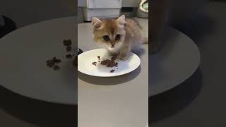 Cute baby kitty eating her favorite food