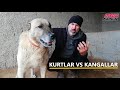 KURTLARDA VE KANGALLARDA DİŞ BOYUTU MU ÇENE BASINCI MI ETKİLİDİR? KURT VS KANGAL