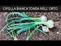 Alla fine Cipolla fu Poco male Recupereremo