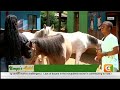 Kenya's Gold Feature | Why Maintaining a horse is more expensive than buying a horse
