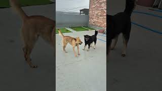 귀여운 진돗개 황진이