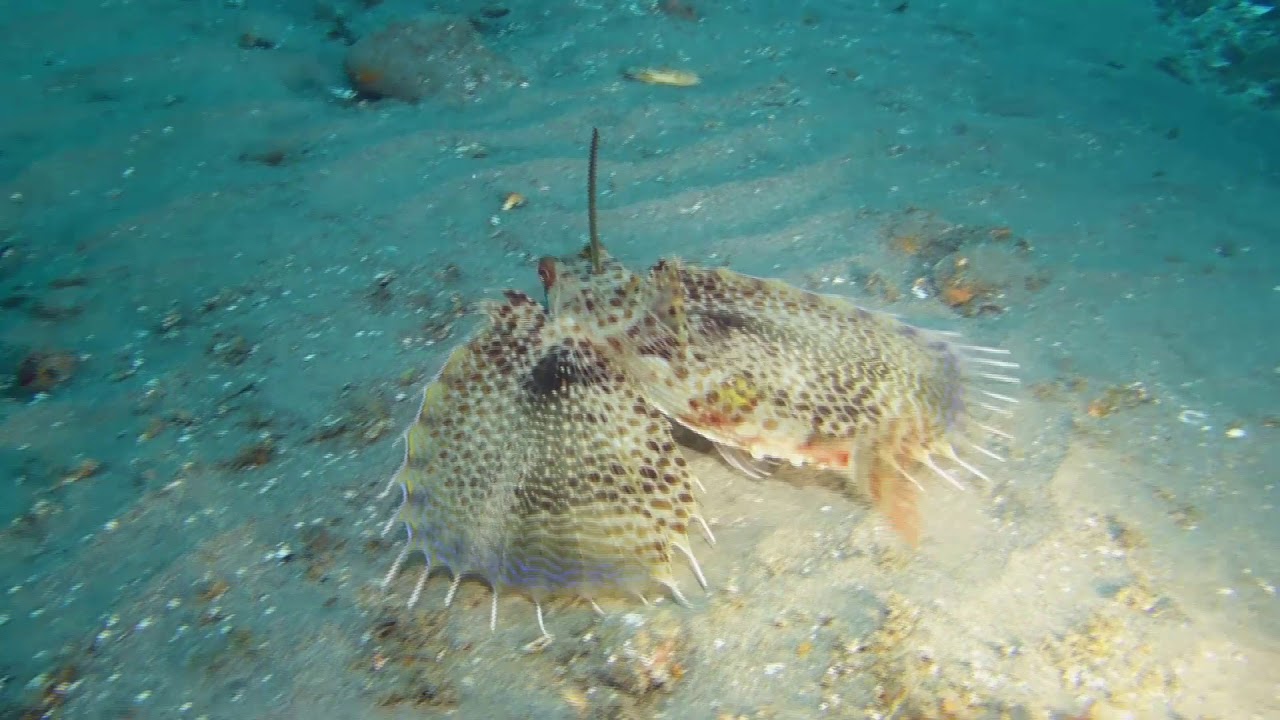 Grondin Volant : Flying gurnard (Dactylopterus Volitans)