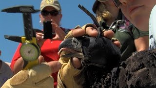 Raw Video: Bald Eagle Banding