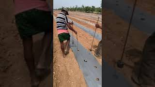 Mulching paper hole making