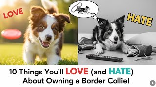 10 Things You’ll LOVE (and HATE) About Owning a Border Collie!🐾