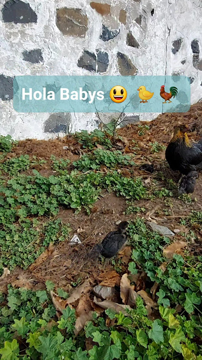 Hola Babys 😃 🐤 🐓 Gran Canaria