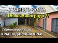 ХОРОШИЙ УРОЖАЙ СОБИРАЮТ ЗА СЕЗОН ДОМ ЗА 2 950 000 КРАСНОДАРСКИЙ КРАЙ / ПОДБОР НЕДВИЖИМОСТИ НА ЮГЕ