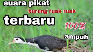 suara pikat ruak ruak paling ampuh  kruak terbaru