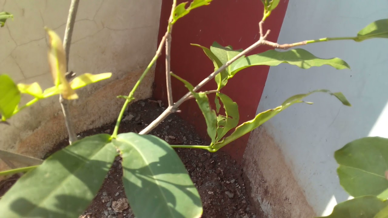 Cara Membuahkan Jambu Air Dalhari #kebunzuhdhan #jambudalhari