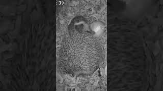 Baby hedgehog yawn #shorts #viral #funny #animals #hedgehog