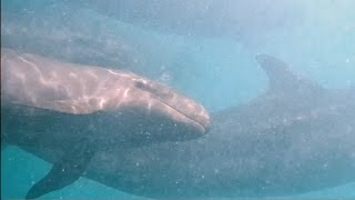 Kayaking with False Killer Whales In Broome, Western Australia.